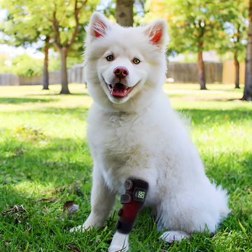 RedVitality™ Red Light Therapy Wrap for Pets Leg- 2PCs