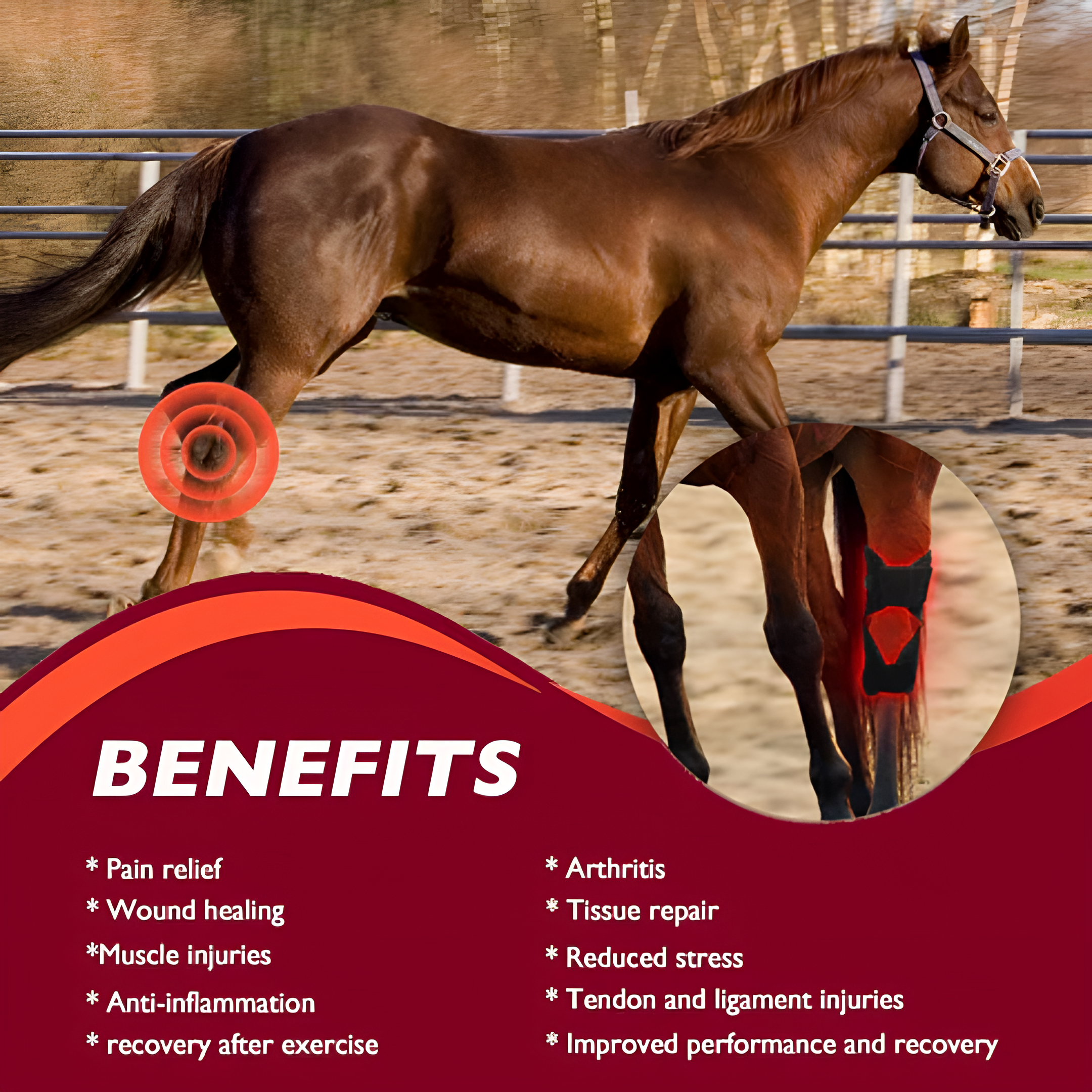 Redvitality™ Equine Red Infrared Light Therapy Hock Wrap