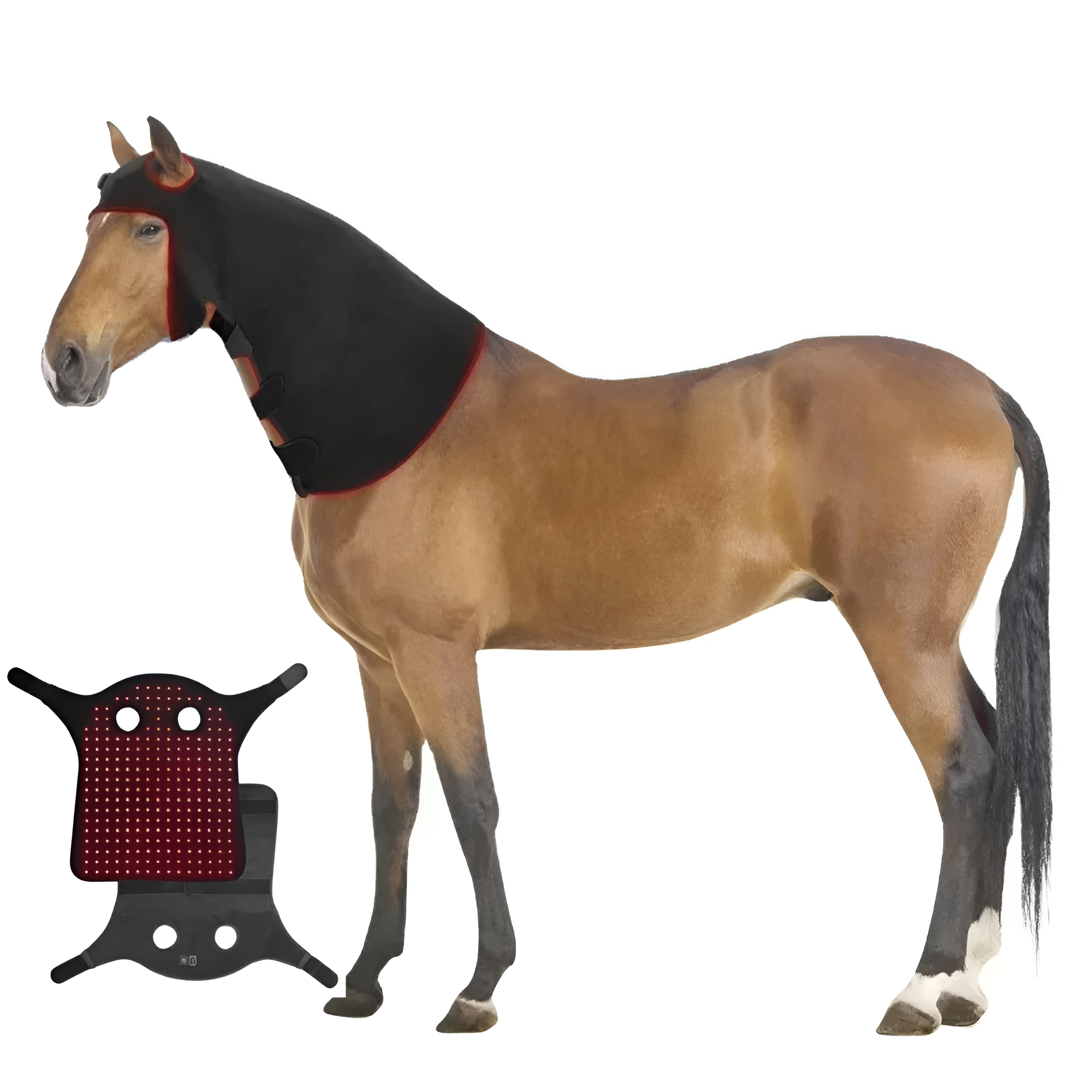 Redvitality™ Equine Red Light Therapy Poll Cap